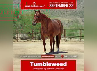 American Quarter Horse, Wallach, 9 Jahre, 152 cm, Roan-Red