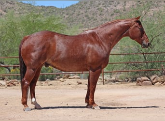 American Quarter Horse, Wallach, 9 Jahre, 152 cm, Roan-Red