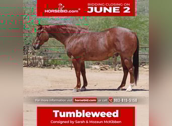 American Quarter Horse, Wallach, 9 Jahre, 152 cm, Roan-Red
