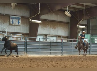 American Quarter Horse, Wallach, 9 Jahre, 152 cm, Roan-Red