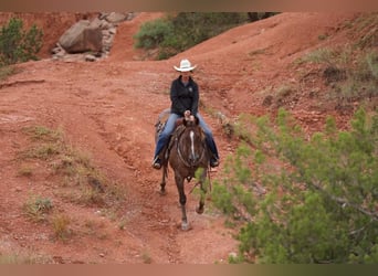 American Quarter Horse, Wallach, 9 Jahre, 152 cm, Roan-Red