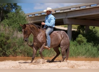 American Quarter Horse, Wallach, 9 Jahre, 152 cm, Roan-Red