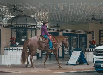 American Quarter Horse, Wallach, 9 Jahre, 152 cm, Roan-Red