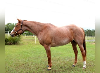 American Quarter Horse, Wallach, 9 Jahre, 152 cm, Roan-Red
