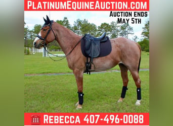 American Quarter Horse, Wallach, 9 Jahre, 152 cm, Roan-Red