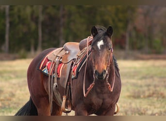 American Quarter Horse, Wallach, 9 Jahre, 152 cm, Rotbrauner