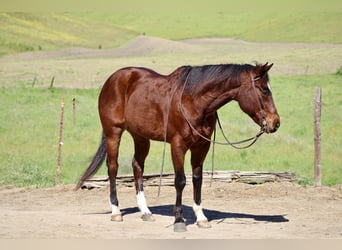 American Quarter Horse, Wallach, 9 Jahre, 152 cm, Rotbrauner