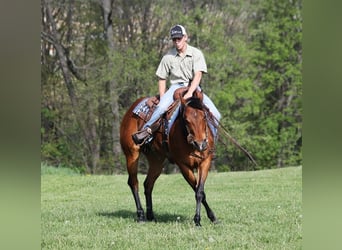 American Quarter Horse, Wallach, 9 Jahre, 152 cm, Rotbrauner