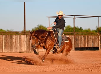 American Quarter Horse, Wallach, 9 Jahre, 152 cm, Rotfuchs