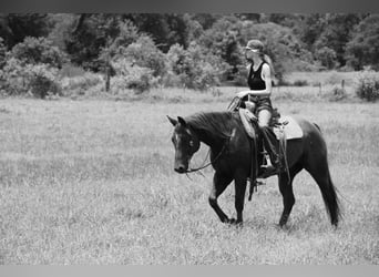 American Quarter Horse, Wallach, 9 Jahre, 152 cm, Rotfuchs