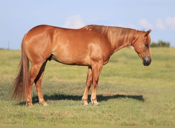 American Quarter Horse, Wallach, 9 Jahre, 152 cm, Rotfuchs