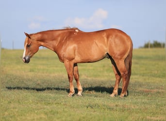 American Quarter Horse, Wallach, 9 Jahre, 152 cm, Rotfuchs