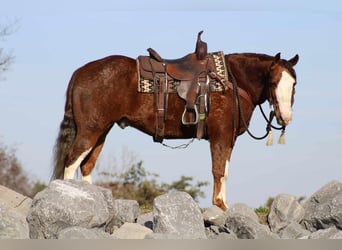 American Quarter Horse, Wallach, 9 Jahre, 152 cm, Rotfuchs