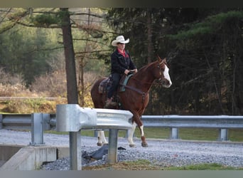 American Quarter Horse, Wallach, 9 Jahre, 152 cm, Rotfuchs