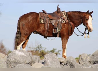 American Quarter Horse, Wallach, 9 Jahre, 152 cm, Rotfuchs