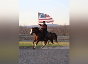 American Quarter Horse, Wallach, 9 Jahre, 152 cm, Rotfuchs