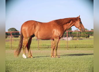 American Quarter Horse, Wallach, 9 Jahre, 152 cm, Rotfuchs