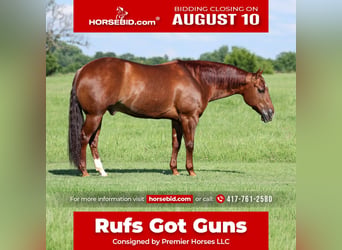 American Quarter Horse, Wallach, 9 Jahre, 152 cm, Rotfuchs