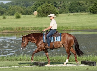 American Quarter Horse, Wallach, 9 Jahre, 152 cm, Rotfuchs