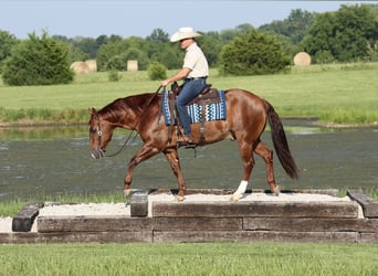 American Quarter Horse, Wallach, 9 Jahre, 152 cm, Rotfuchs