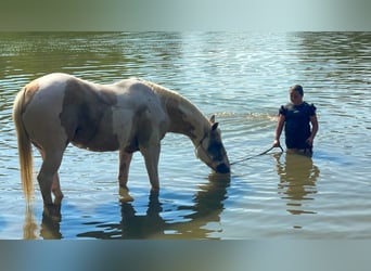 American Quarter Horse, Wallach, 9 Jahre, 152 cm, Schecke