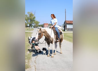 American Quarter Horse, Wallach, 9 Jahre, 152 cm, Schecke