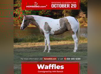 American Quarter Horse, Wallach, 9 Jahre, 152 cm, Schecke