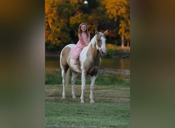 American Quarter Horse, Wallach, 9 Jahre, 152 cm, Schecke