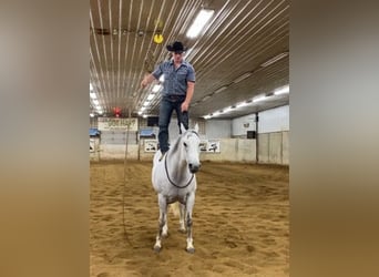 American Quarter Horse, Wallach, 9 Jahre, 152 cm, Schimmel