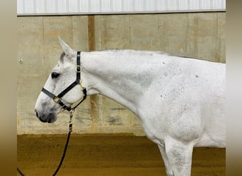American Quarter Horse, Wallach, 9 Jahre, 152 cm, Schimmel