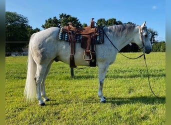 American Quarter Horse, Wallach, 9 Jahre, 152 cm, Schimmel