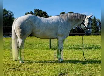 American Quarter Horse, Wallach, 9 Jahre, 152 cm, Schimmel