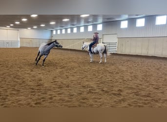American Quarter Horse, Wallach, 9 Jahre, 152 cm, Schimmel