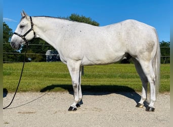 American Quarter Horse, Wallach, 9 Jahre, 152 cm, Schimmel