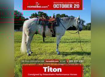 American Quarter Horse, Wallach, 9 Jahre, 152 cm, Schimmel