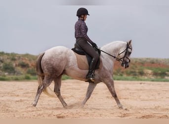 American Quarter Horse, Wallach, 9 Jahre, 152 cm, Schimmel