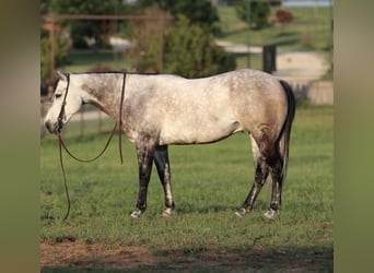 American Quarter Horse Mix, Wallach, 9 Jahre, 152 cm, Schimmel