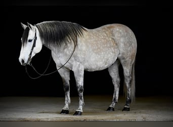 American Quarter Horse, Wallach, 9 Jahre, 152 cm, Schimmel