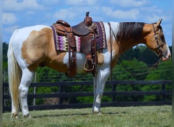 American Quarter Horse, Wallach, 9 Jahre, 152 cm, Tobiano-alle-Farben