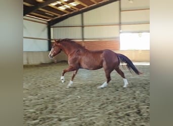 American Quarter Horse, Wallach, 9 Jahre, 153 cm, Fuchs