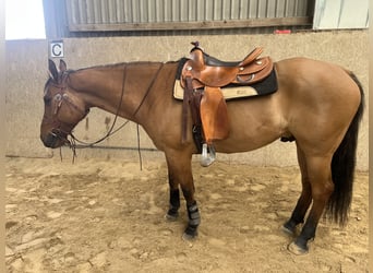American Quarter Horse, Wallach, 9 Jahre, 154 cm, Red Dun