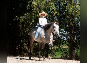 American Quarter Horse, Wallach, 9 Jahre, 155 cm, Apfelschimmel