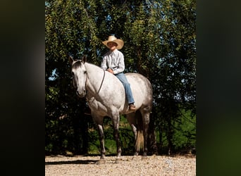 American Quarter Horse, Wallach, 9 Jahre, 155 cm, Apfelschimmel