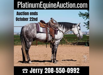 American Quarter Horse, Wallach, 9 Jahre, 155 cm, Apfelschimmel