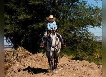 American Quarter Horse, Wallach, 9 Jahre, 155 cm, Apfelschimmel