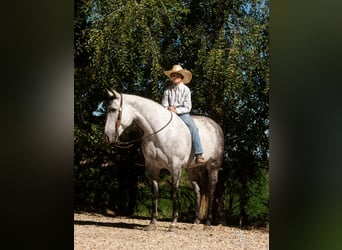 American Quarter Horse, Wallach, 9 Jahre, 155 cm, Apfelschimmel
