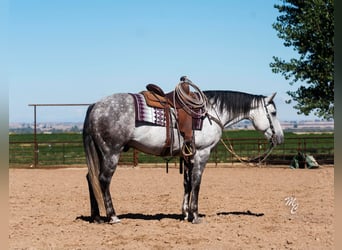 American Quarter Horse, Wallach, 9 Jahre, 155 cm, Apfelschimmel