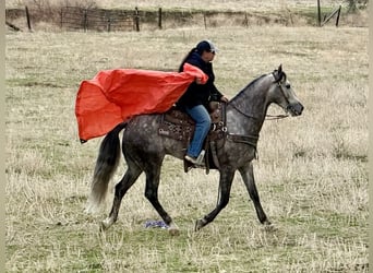 American Quarter Horse, Wallach, 9 Jahre, 155 cm, Apfelschimmel