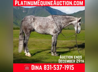 American Quarter Horse, Wallach, 9 Jahre, 155 cm, Apfelschimmel