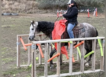 American Quarter Horse, Wallach, 9 Jahre, 155 cm, Apfelschimmel